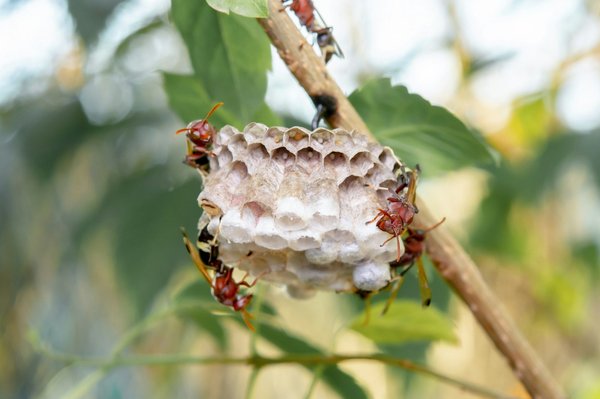Déstruction nid de frelon : votre guide pour une intervention rapide